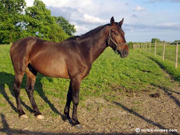 Wallach TORDIS Kajtek