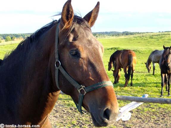 Wallach TORDIS Kajtek