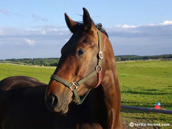 Wallach TORDIS Kajtek