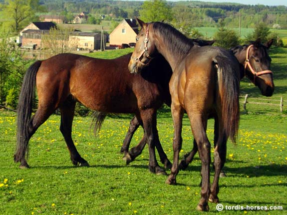 Wallach TORDIS Kajtek