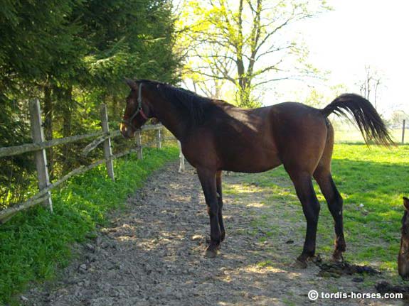 Wallach TORDIS Kajtek