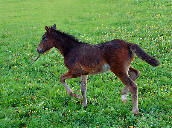 Tordis Orion