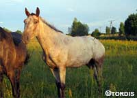 Schimmelwallach Tordis Caesar