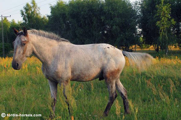 Wallach TORDIS Caesar