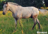 Schimmelwallach Tordis Caesar