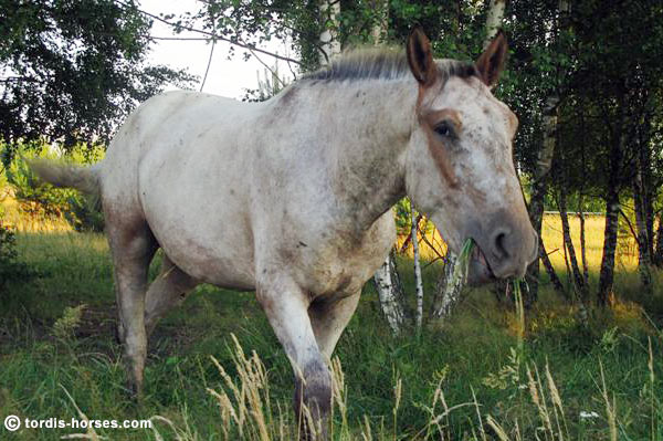 Wallach TORDIS Caesar