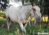 Schimmelwallach Tordis Caesar