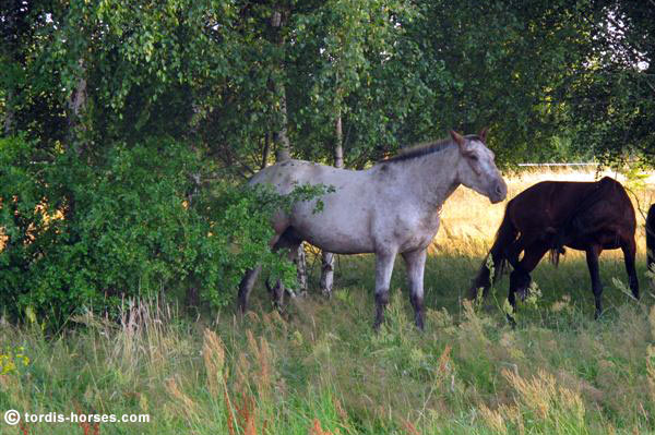 Wallach TORDIS Caesar