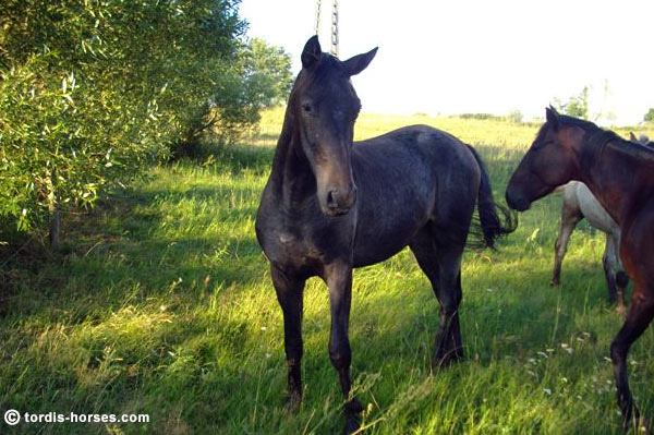 Wallach TORDIS Carat