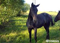 Traberwallach TORDIS Carat