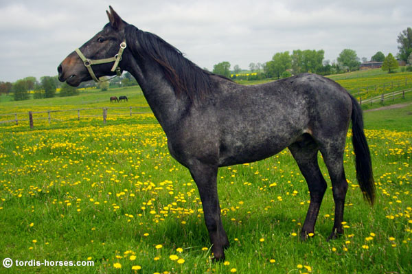 Wallach TORDIS Carat