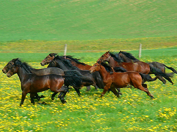 http://www.tordis-horses.com/images/verkaufspferde/tordis_verkaufspferde3_gr.jpg